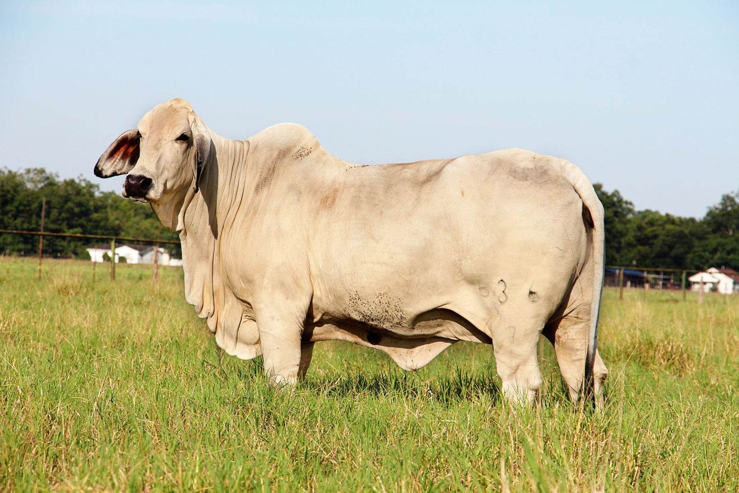 BRC Mr. Jumanji 67 Semen